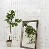Зеркало SILVER MIRRORS 410x610 Эфес (ФР-00000923) Зеркало SILVER MIRRORS 410x610 Эфес (ФР-00000923)
